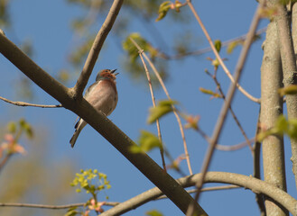 A robin sits on a tree branch