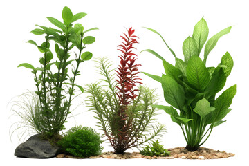Freshwater aquarium plants PNG isolated on white transparent background, tropical aquatic foliage cut out design for 2025, high-quality 4K download, natural green decor for web, banner, social media