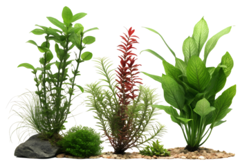 Freshwater aquarium plants PNG isolated on white transparent background, tropical aquatic foliage cut out design for 2025, high-quality 4K download, natural green decor for web, banner, social media
