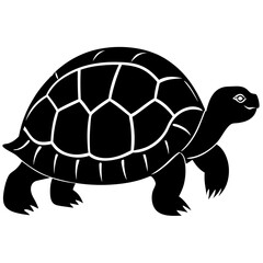 animal radiated tortoise