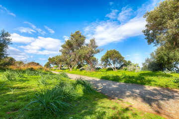 Astonishing view on blooming olive garden at Cape Milazzo during daytime.