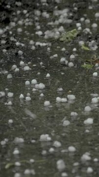 Wet ground dotted with hailstones marking aftermath of severe hail storm. Such extreme weather phenomena may be linked to climate disruption, affecting both natural and human systems