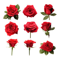 Set of red rose flower petals isolated on transparent background, PNG, Set of