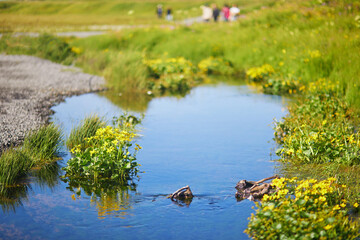 Clear water of a brook near Seljalandsfoss waterfall in Iceland.