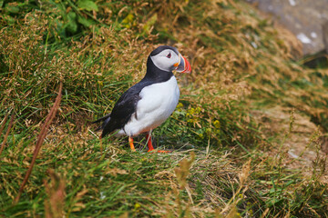 Atlantic Puffins birds or common puffins in nature background at Dirholaey in Iceland. Iceland and Norway most popular birds.
