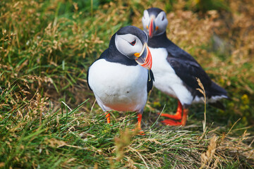 Atlantic Puffins birds or common puffins in nature background at Dirholaey in Iceland. Iceland and Norway most popular birds.