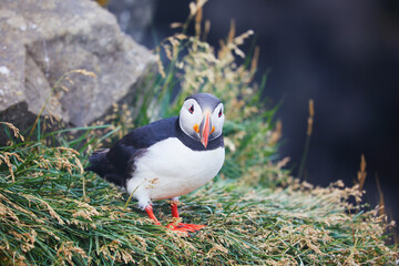 Atlantic Puffins birds or common puffins in nature background at Dirholaey in Iceland. Iceland and Norway most popular birds.