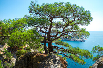 Picturesque pine tree on a rocky slope with the sea in the background. Crimean peninsula. Russia