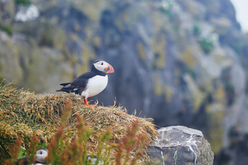 Atlantic Puffins birds or common puffins in nature background at Dirholaey in Iceland. Iceland and Norway most popular birds.