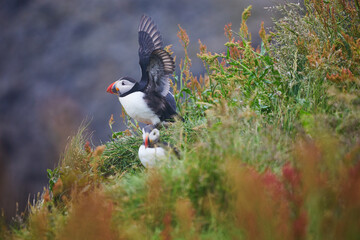 Atlantic Puffins birds or common puffins in nature background at Dirholaey in Iceland. Iceland and Norway most popular birds.