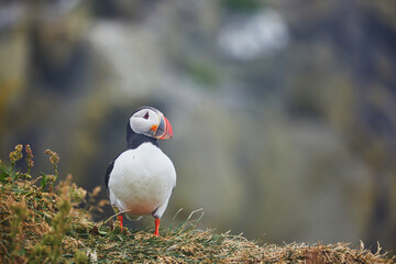 Atlantic Puffins birds or common puffins in nature background at Dirholaey in Iceland. Iceland and Norway most popular birds.