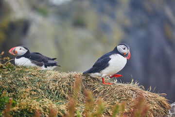 Atlantic Puffins birds or common puffins in nature background at Dirholaey in Iceland. Iceland and Norway most popular birds.