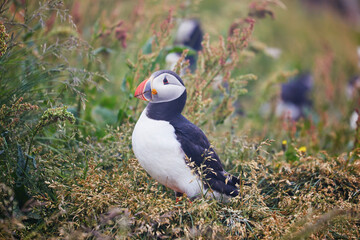 Atlantic Puffins birds or common puffins in nature background at Dirholaey in Iceland. Iceland and Norway most popular birds.