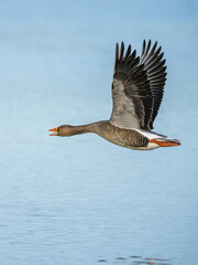 Greylag Goose, Anser anser, bird in flight over winter marshes