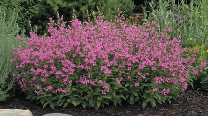 Obraz premium Showy, bright pink flowers bloom in the summer. They are a type of sage, called Salvia greggii Peach Cobbler.