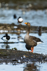 Greylag Goose, Anser anser, bird on winter marshes