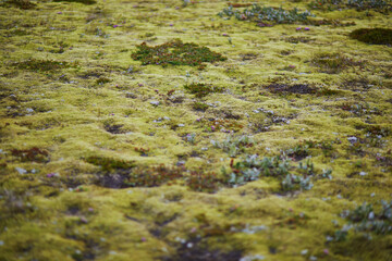 Majestic summer landscapes with cliffs and fields in Southern Iceland.