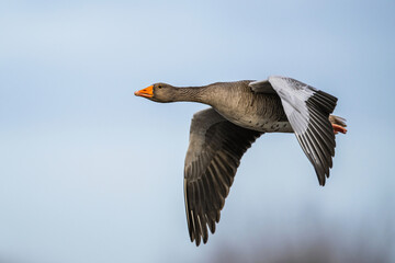 Greylag Goose, Anser anser, bird in flight over winter marshes