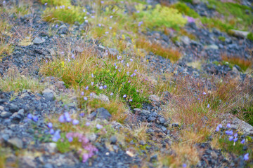 Beautiful wild flowers blooming on a summer day in Iceland.