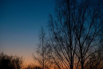 sunset in the forest