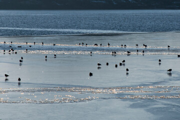 seagulls on the beach