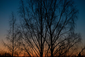 sunset in the forest