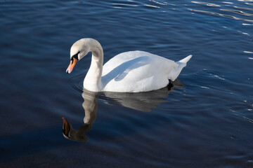 Fototapeta premium swan on the water
