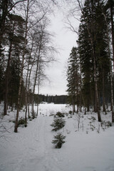 forest in winter
