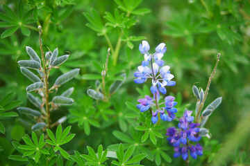 Beautiful summer landscape of Icelandic nature with blooming lupine flowers. Northern Europe, Iceland.