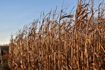 Rows of dry corn on an autumn field. Blue sky background. Corn field in late autumn. 