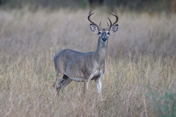 North America, USA, Texas, White Tail Deer Buck Standing in Grass