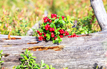 Ripe red cowberry (lingonberry) growing at the forest in summer