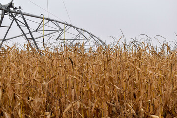 Rows of dry corn on an autumn field. Blue sky background. Corn field in late autumn. 