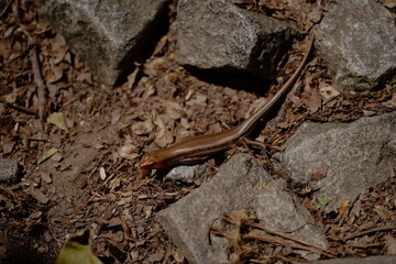 A lizard fused with rocks in a natural environment, shining in the sun with its golden brown hues.