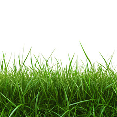 Fototapeta premium Detailed view of lush green meadow grass blades creating a natural ground border or foreground element, set against a solid transparent background