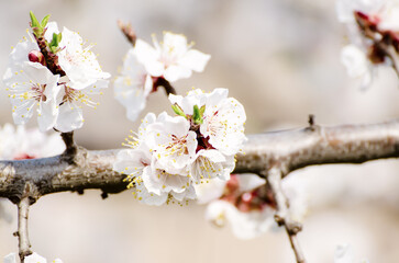 Apricot tree blossoms