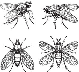 Detailed Illustrations of Flies