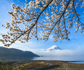 河口湖から富士山と桜