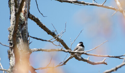 Carolina Chickadee