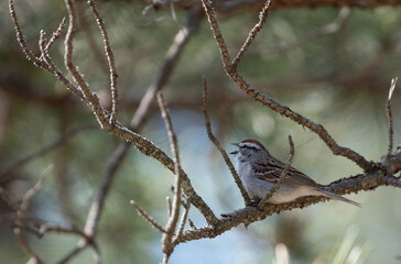 Chipping Sparrow