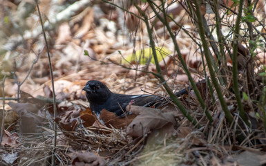 Eastern Towhee