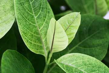 Young green leaves close up, new leaf summer tropical plant as natural background. Green monochrome aesthetic botanical texture, wild nature foliage scenery, selective focus, macro photo