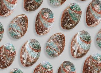 Pearlescent seashells as minimal pattern. Stylish layout of abalone shell, creative sea and oceanic shapes and natural textures. Summer relahation concept, beach mood. Top view nature background