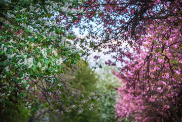 Sakura flowers blooming, spring seasonal Easter background
