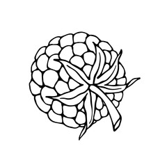 Line sketch, doodles of summer raspberries. Vector graphics.