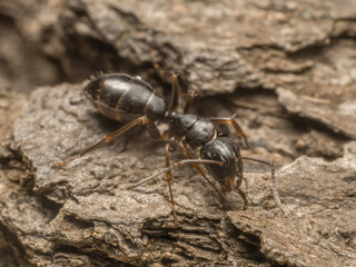 Makroaufnahme einer schwarzen Ameise (Formica), die sich über ein Stück Baumrinde bewegt.