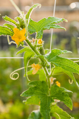 Fototapeta premium Gardening