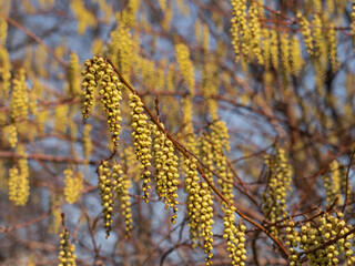 Kleine Zweige des Japanischen Perlschweifs (Stachyurus praecox) mit gelben Blüten.
