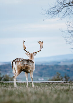Majest&auml;tischer Hirsch im Wald
