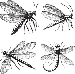 Intricate Black and White Illustrations of Various Insects